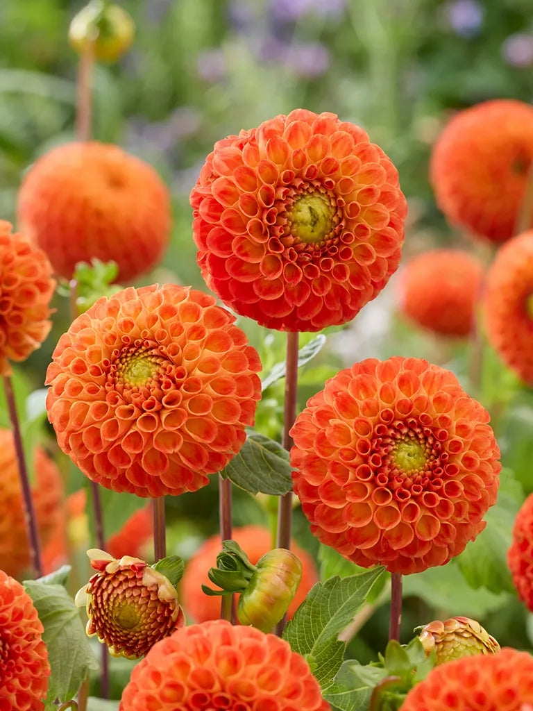 BIo Dahlia 'Bantling' - oranje pompon dahlia zonder frame