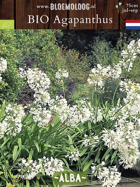 Bio Agapanthus 'Alba' - Biologische witte Afrikaanse lelie, ook bekend als Liefdesbloem