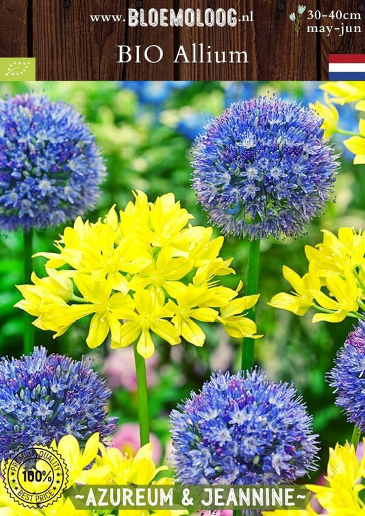 Bio Allium 'Azureum & Jeannine' mix biologische bloembollen blauwe look goudlookje -bloemoloog
