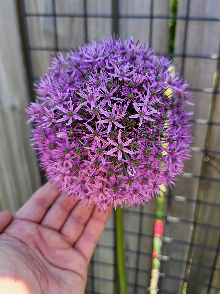 Bio Allium 'Gladiator' - Biologische reuzenui bloembollen Bloemoloog