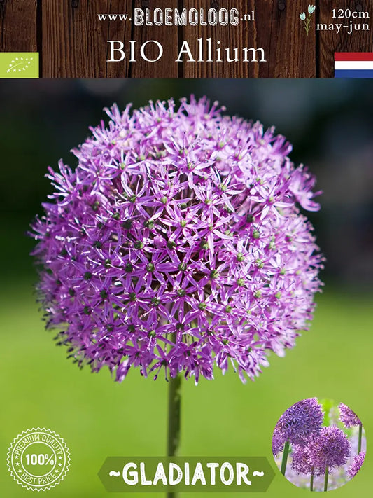 Bio Allium 'Gladiator' - Biologische reuzenui bloembollen Bloemoloog