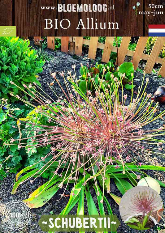 Bio Allium 'Schubertii' - Biologisch gekweekte persische sierui, ook bekend als vuurwerk | Bloemoloog