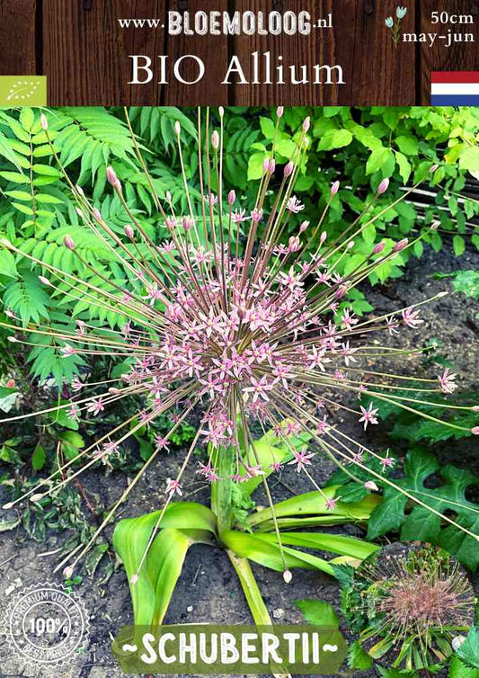 Bio Allium 'Schubertii' - Biologisch gekweekte persische sierui, ook bekend als vuurwerk | Bloemoloog