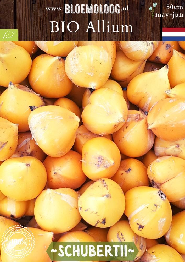 Bio Allium 'Schubertii' - Biologisch gekweekte bloembollen van de persische sierui, ook bekend als vuurwerk | Bloemoloog