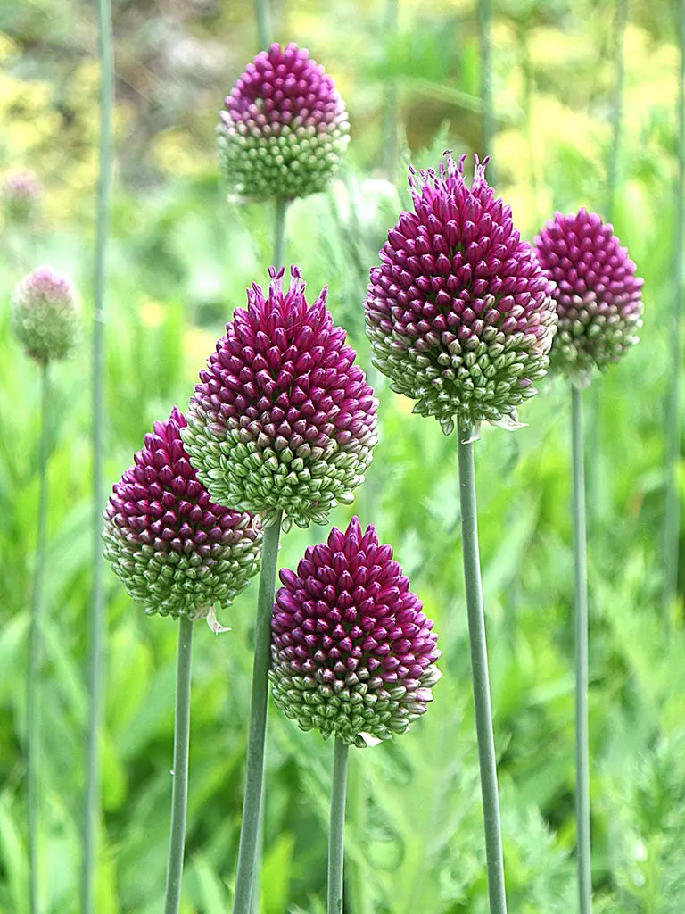 Bio Allium 'Sphaerocephalon' - Biologische paarse drumsticks, ook bekend als kogellook of trommelstokjes