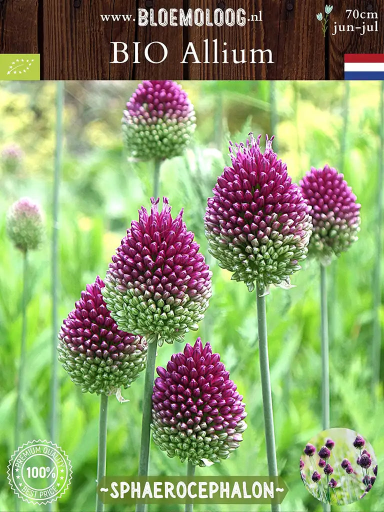 Allium sphaerocephalon biologico viola, con infiorescenze a bacchetta di tamburo