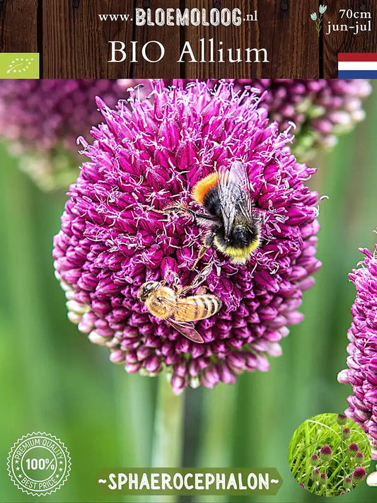 Bio Allium 'Sphaerocephalon' - Biologische paarse drumsticks, ook bekend als kogellook of trommelstokjes