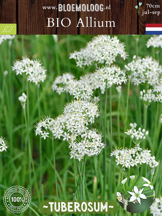 Bio Allium 'Tuberosum' - Biologische witte knoflookbieslook Chinees bieslook