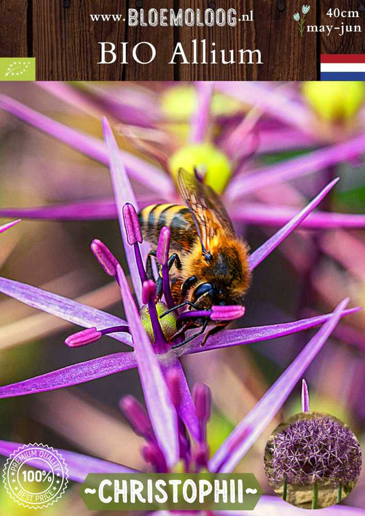 Bio Allium 'Christophii' - Biologische paarse sterrenlook | Bloemoloog