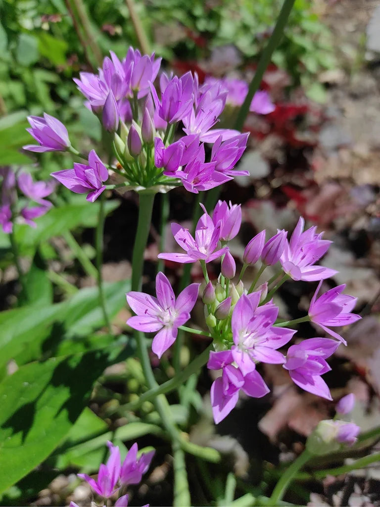 Bio Allium unifolium - Amerikaanse knoflook