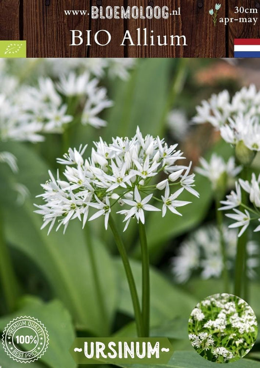 Allium ursinum – cultivo ecológico; color de las flores: blanco; bulbos de flores | Bloemoloog