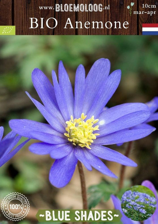 Bio Anemone 'Blanda Blue Shades' – Biologische blauw bloeiende Oosterse anemoon, vroege voorjaarsbloeier en bijenplant | Verwilderingsbol – Bloemoloog