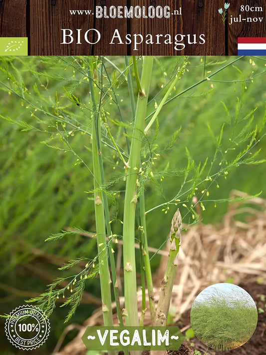 Bio Asparagus 'Vegalim' – Biologische groene asperge, meerjarige groenteplant met hoge opbrengst
