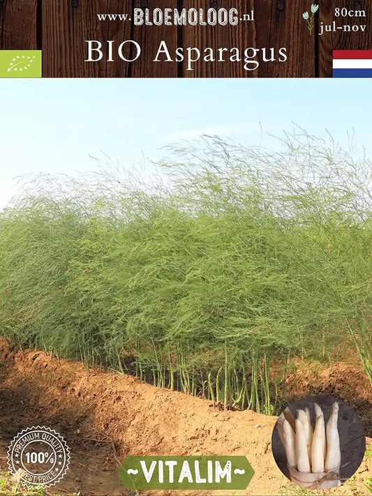 Bio Asparagus 'Vitalim' – Biologische witte asperge, meerjarige groenteplant met hoge opbrengst | Bloemoloog