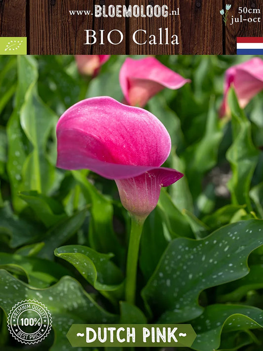 Bio Calla 'Dutch Pink' - Roze zantedeschia bloem van boven