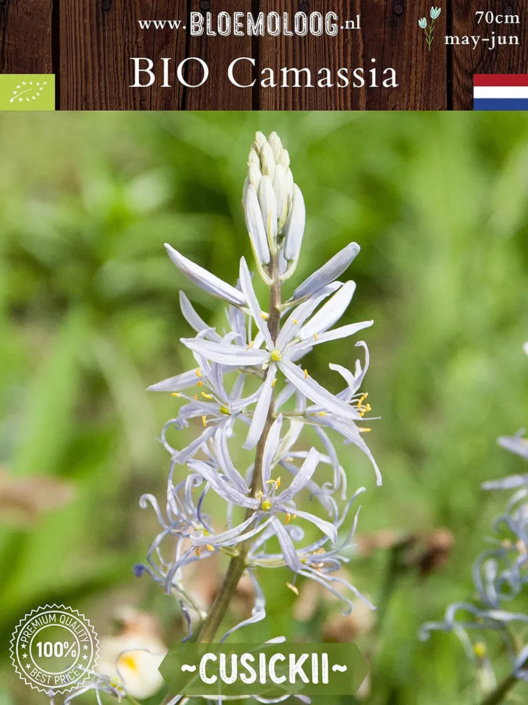 Lichtblauwe wilde prairielelie Camassia cusickii in bloei
