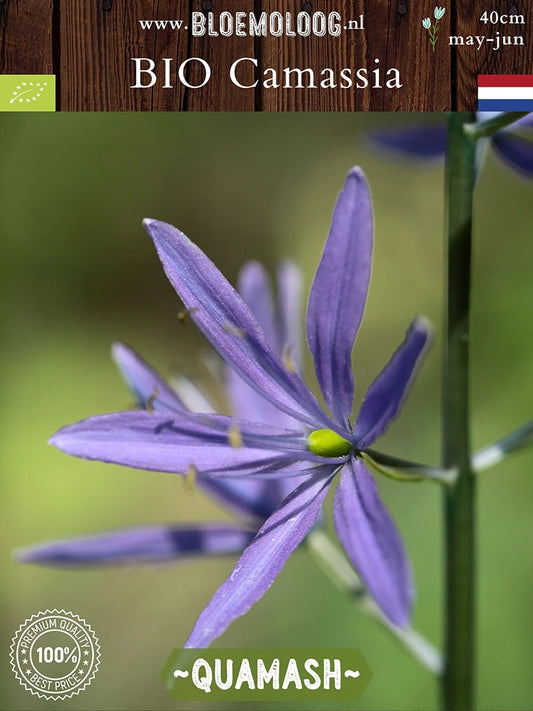 Bio Camassia quamash - blauwe prairielelie biologische bloembollen | Bloemoloog