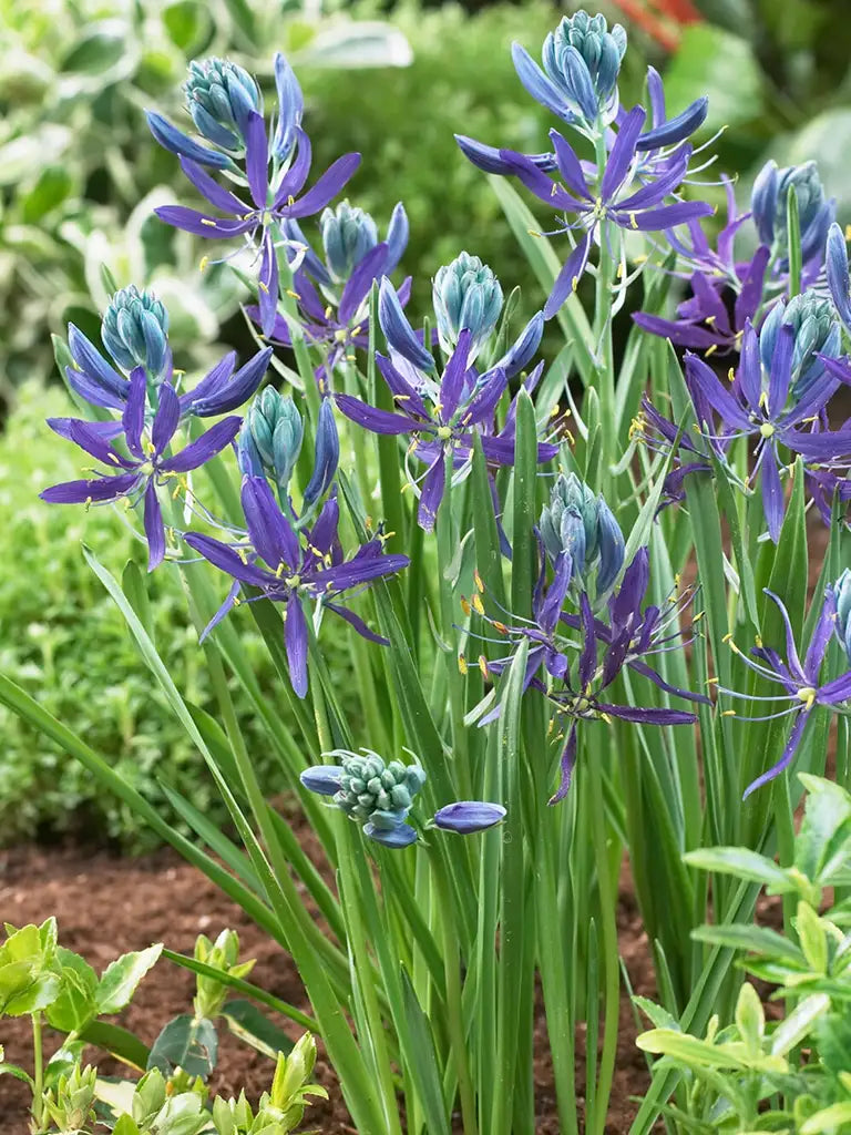 Bio Camassia quamash - blauwe prairielelie biologische bloembollen | Bloemoloog