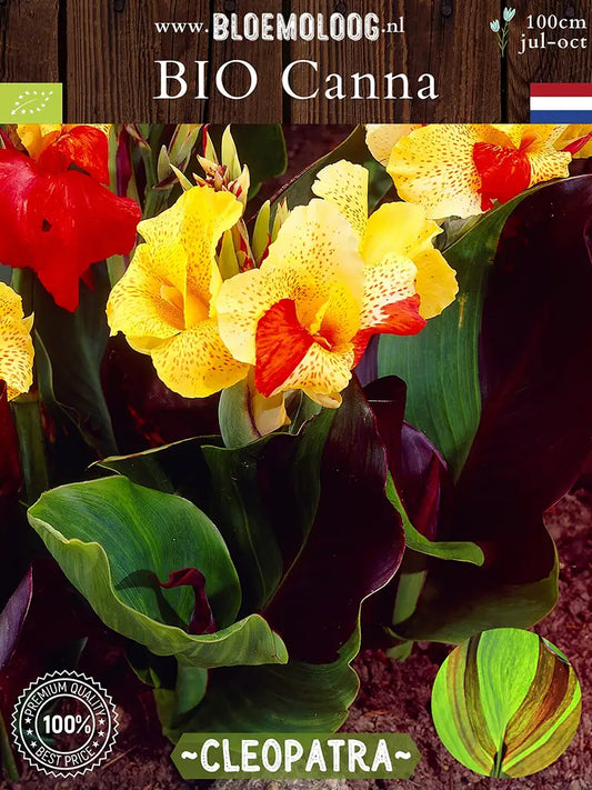 Bio Canna 'Cleopatra' biologisch geel rode bloemriet met bont blad