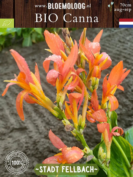 Bio Canna 'Stadt Fellbach' - Biologische geel/oranje bloemriet Bloemoloog