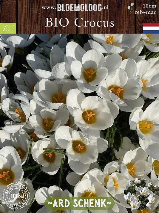 Bio Crocus chrysanthus 'Ard Schenk' - botanische witte krokus | Bloemoloog