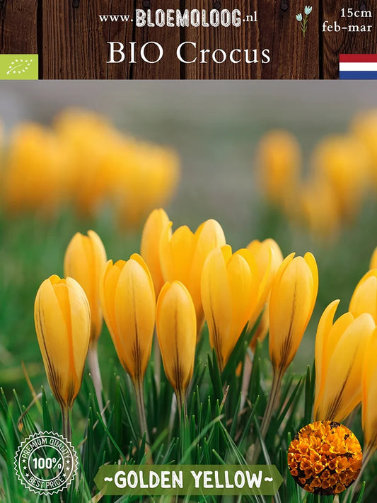Bio Crocus flavus 'Golden Yellow' - Grootbloemige gele krokus | Bloemoloog