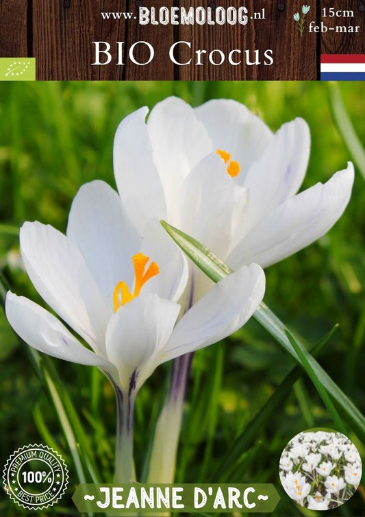 Bio Crocus vernus 'Jeanne d'Arc' biologische grootbloemige witte bonte krokus - Bloemoloog