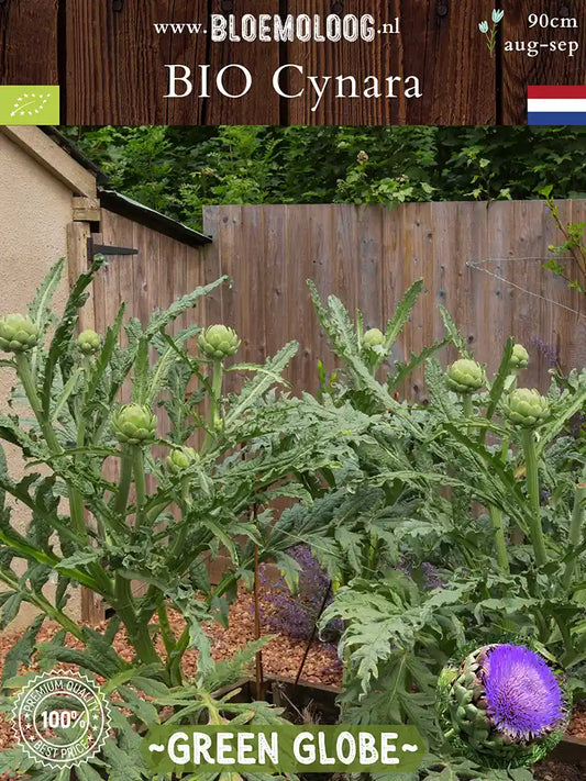 Bio Cynara Scolymus 'Green Globe' - Biologische artisjokplant kopen | Bloemoloog.nl