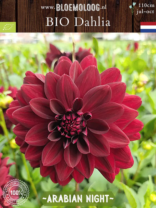 Bio Dahlia 'Arabian Night' - donkerrode biologische decoratieve dahlia | Bloemoloog