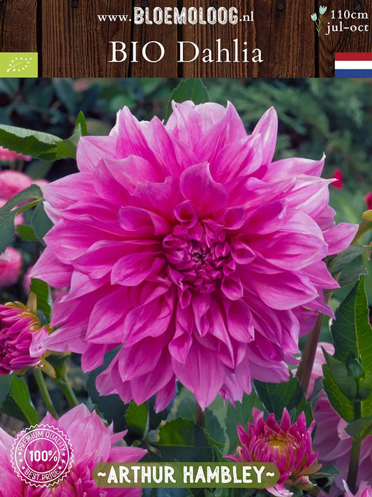 Bio Dahlia 'Arthur Hambley' - roze biologische dinnerplate dahlia | Bloemoloog.nl