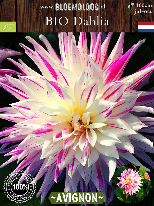 Bio Dahlia 'Avignon' - biologische rozewitte, grootbloemige dinnerplate dahlia | Bloemoloog