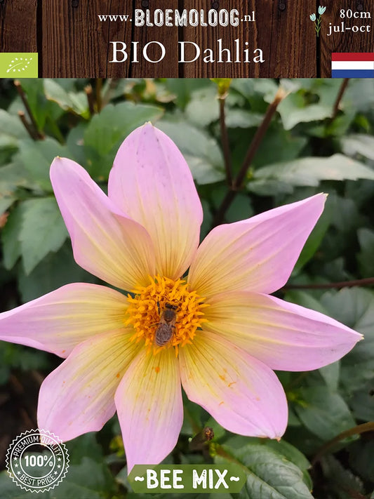 Bio Dahlia 'Bijenmix' - Biologische enkelbloemige dahlia mix | Bloemoloog