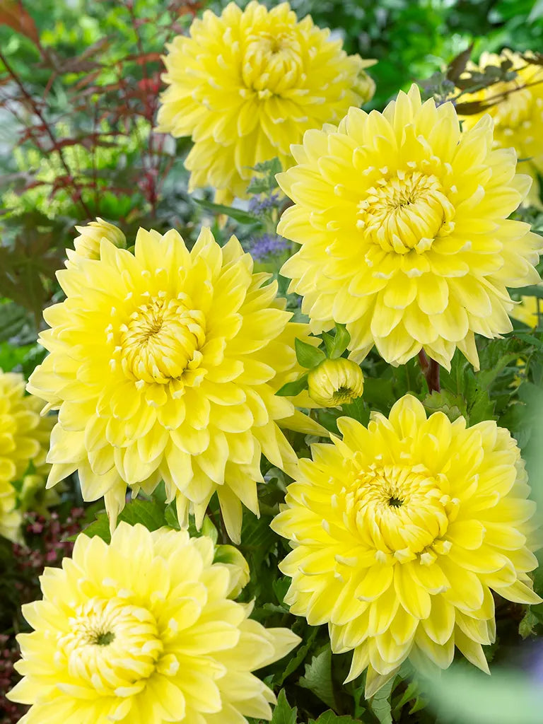 Bio Dahlia 'Bilbao' - gele semi-cactus dahlia zonder frame