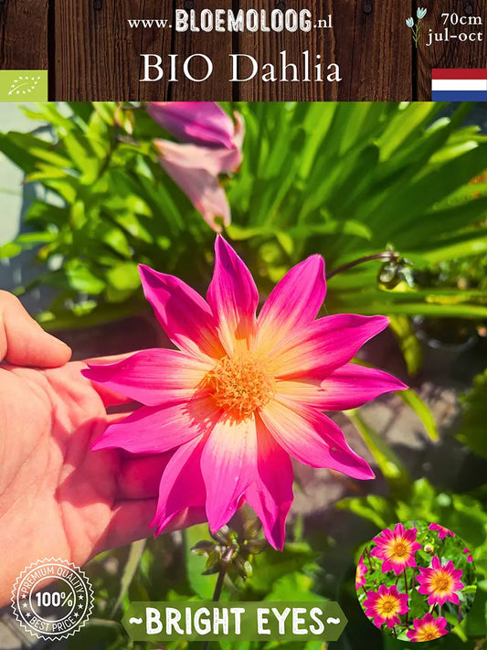Bio Dahlia 'Bright Eyes' - Biologische roze gele open hartje Dahlia | Bloemoloog