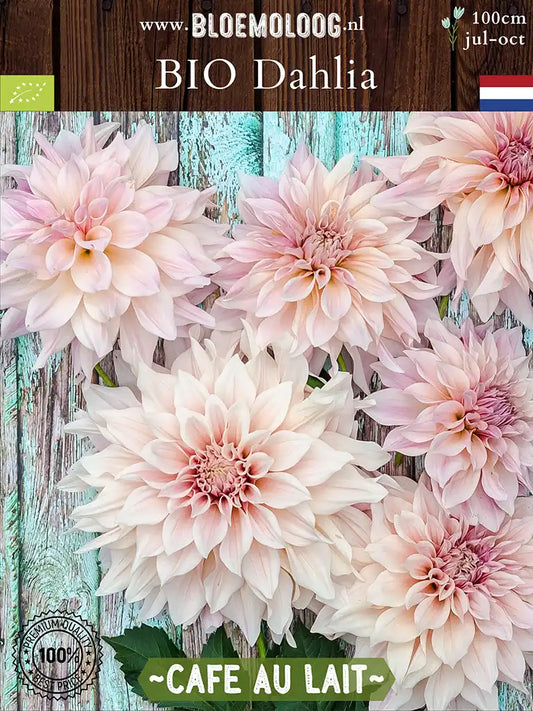 Bio Dahlia 'Cafe Au Lait' - Biologische koffiekleurige, crème witte dahlia biologische bloembollen | Bloemoloog