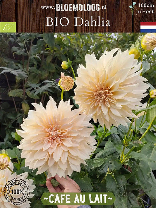 Bio Dahlia 'Cafe Au Lait' - Biologische koffiekleurige, crème witte dahlia biologische bloembollen | Bloemoloog