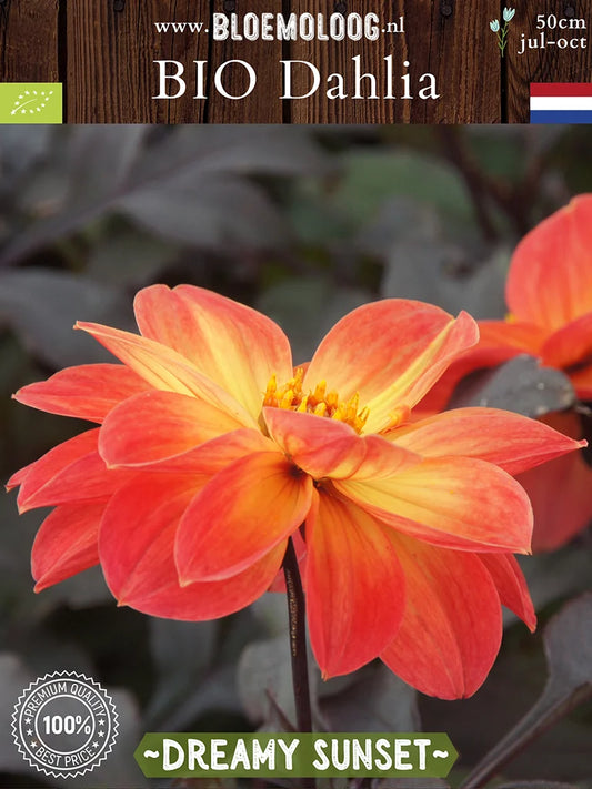 Bio Dahlia 'Dreamy Sunset' - Biologische donkerbladige oranje dahlia met een open hart voor de bijen | Bloemoloog