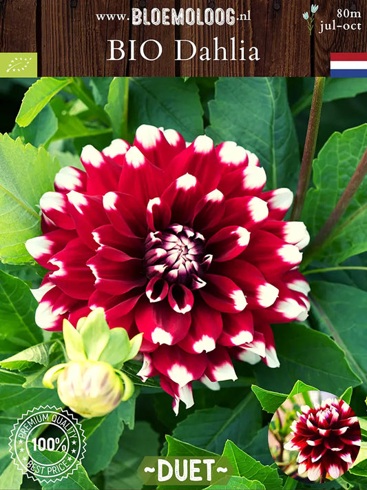 Bio Dahlia 'Duet' - Biologische rood/witte decoratieve dahlia | Bloemoloog