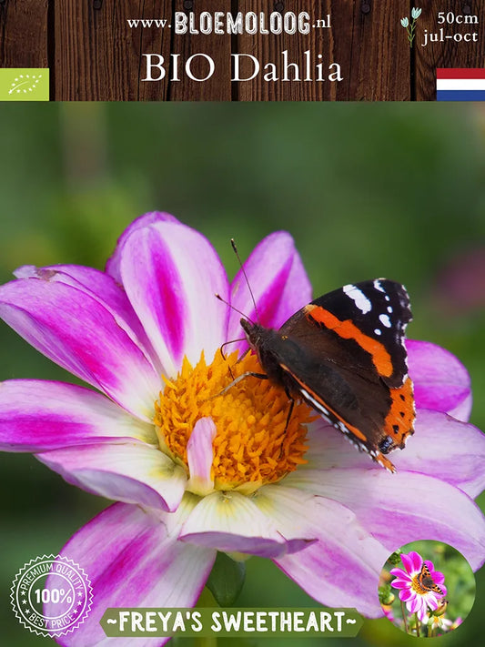 Bio Dahlia 'Freya's Sweetheart' - biologische roze/witte open hart topmix dahlia | Bloemoloog