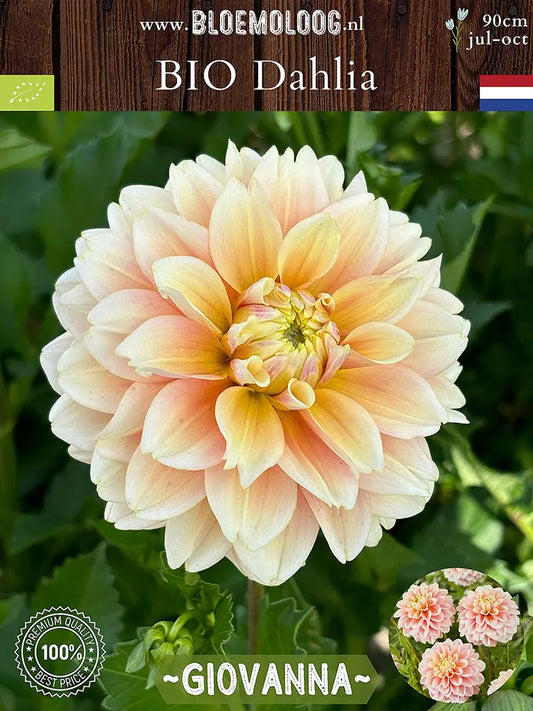 Bio Dahlia 'Giovanna' - Zacht roze dahlia close up van links