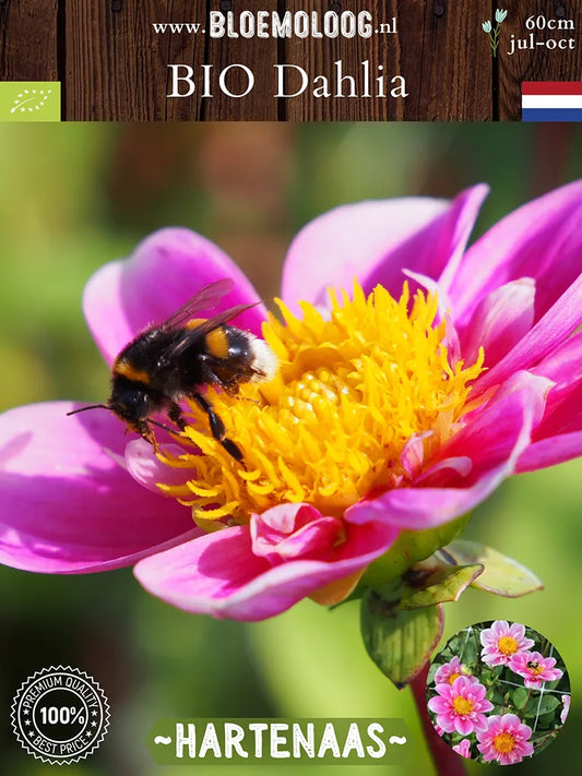 Bio Dahlia 'Hartenaas' Biologische roze/gele open hart halskraagdahlia | Bloemoloog