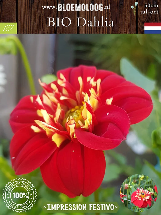Bio Dahlia 'Impression Festivo' - Biologische rode halskraagdahlia met gele kraag | Bloemoloog