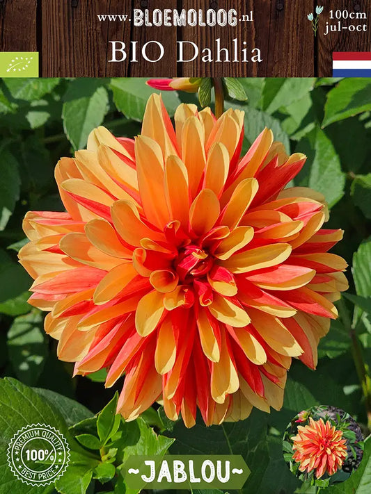 Bio Dahlia 'Jablou' - biologische oranje/rode dinnerplate dahlia kopen | Bloemoloog.nl