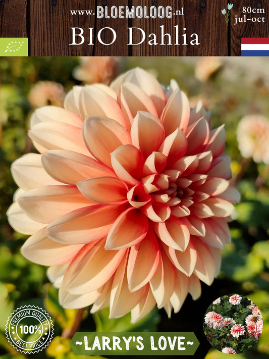 Bio Dahlia 'Larry's Love' - biologische decoratieve rood/witte dahlia met gevulde bloemen | bloemoloog