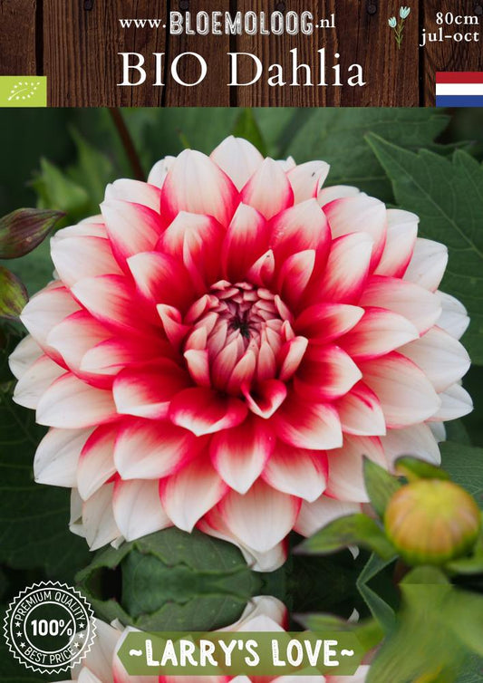 Bio Dahlia 'Larry's Love'  biologische decoratieve rood witte dahlia met gevulde bloemen - bloemoloog