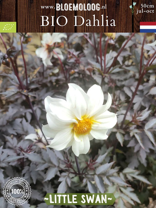 Bio Dahlia 'Little Swan' - donkerbladige witte open hart dahlia | Bloemoloog