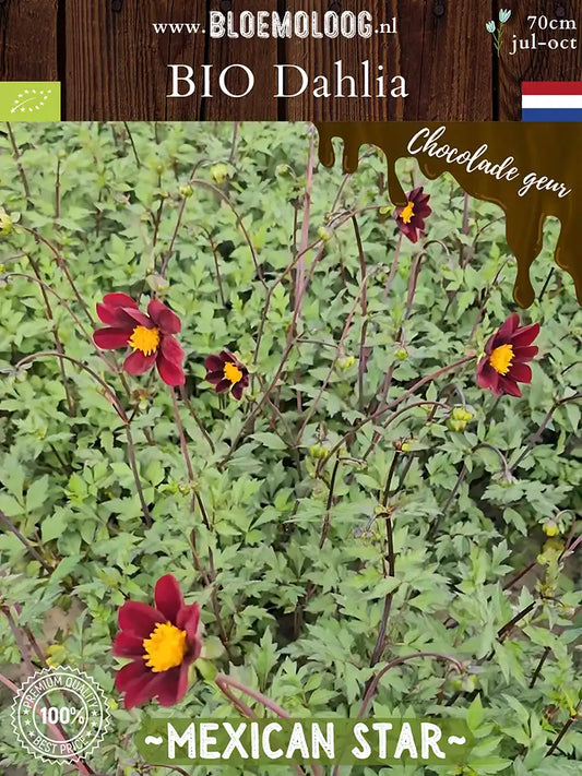 Bio Dahlia 'Mexican Star' - Biologische chocolade geurende open hart dahlia | Bloemoloog