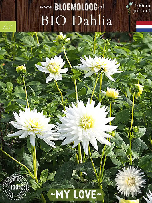 Bio Dahlia 'My Love' - Biologische witte semi cactusdahlia | Bloemoloog
