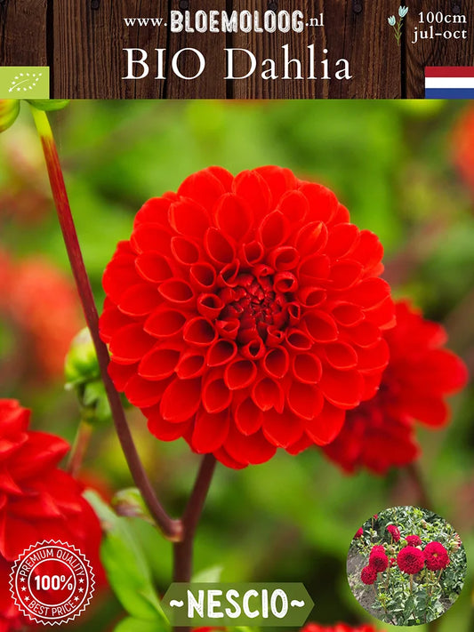 Bio Dahlia 'Nescio' - biologische rode baldahlia | Bloemoloog