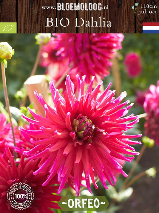 Bio Dahlia 'Orfeo' - Biologisch gekweekte fuschia-kleurige cactusdahlia | Bloemoloog